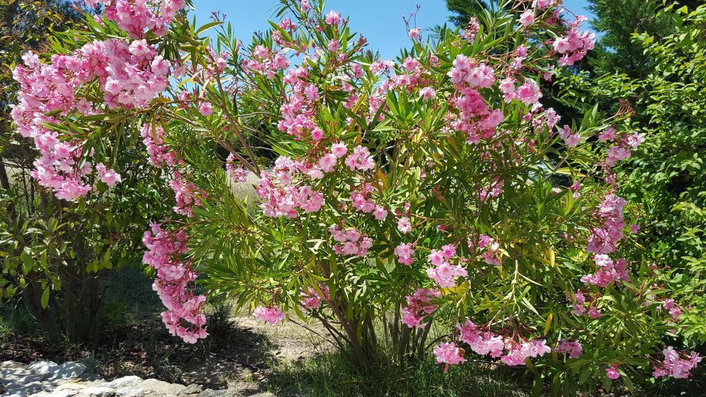 Bed and Breakfast Lamanderie En Provence Alleins Zimmer foto
